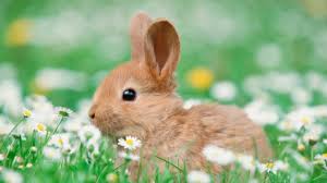 Bunny 1