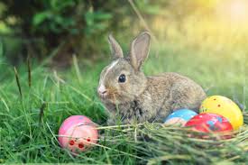 Bunny 2