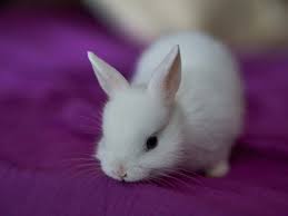 Bunny 3